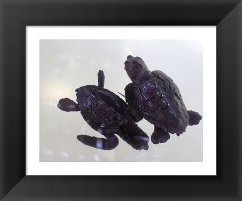 Framed Baby Sea Turtles Print