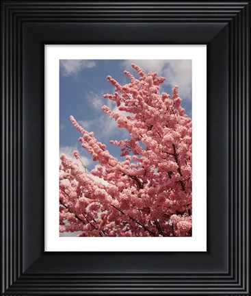 Framed Cherry Blossoms Print
