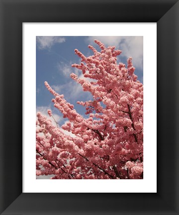 Framed Cherry Blossoms Print