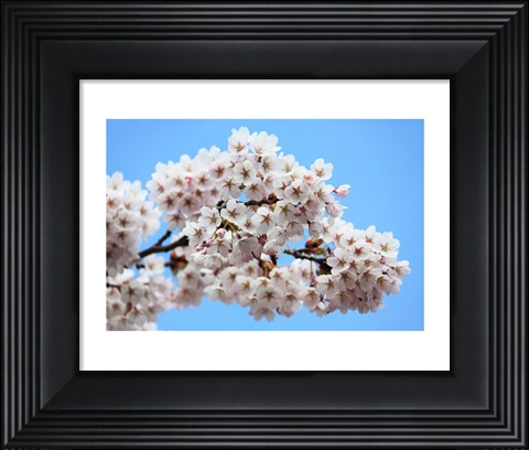 Framed Cherry Blossoms Print