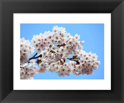 Framed Cherry Blossoms Print