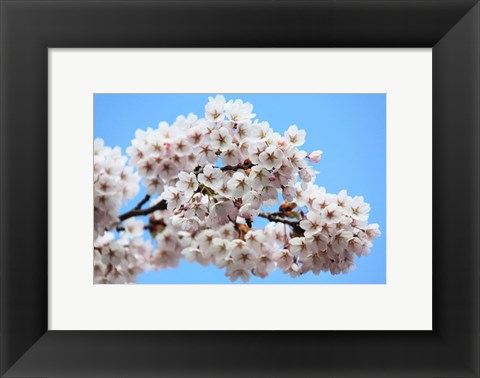 Framed Cherry Blossoms Print