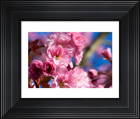 Framed Flowering Cherry Blossoms Print