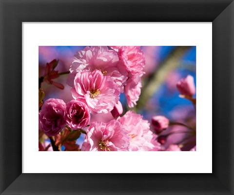 Framed Flowering Cherry Blossoms Print