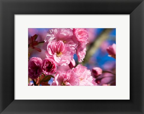 Framed Flowering Cherry Blossoms Print