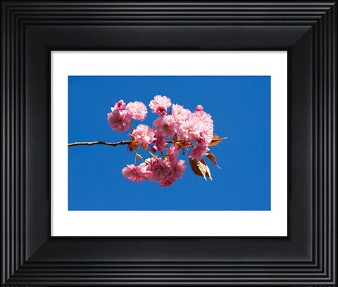 Framed Japanese Cherry Blossom Print