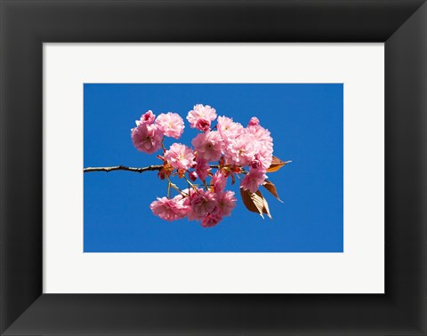 Framed Japanese Cherry Blossom Print