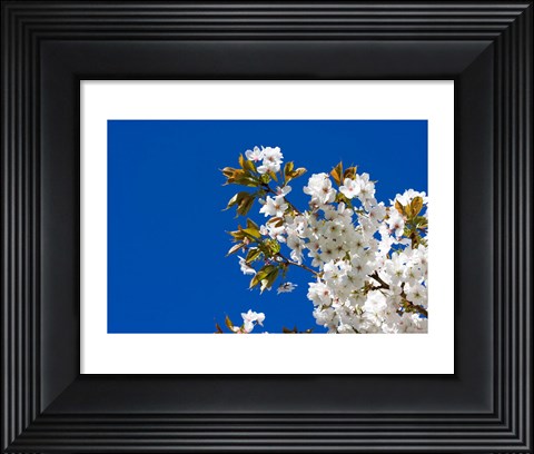 Framed Japanese Cherry Blossom Print