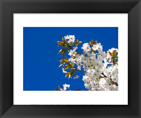 Framed Japanese Cherry Blossom Print