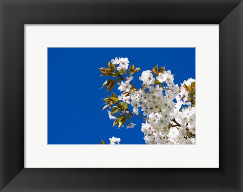 Framed Japanese Cherry Blossom Print