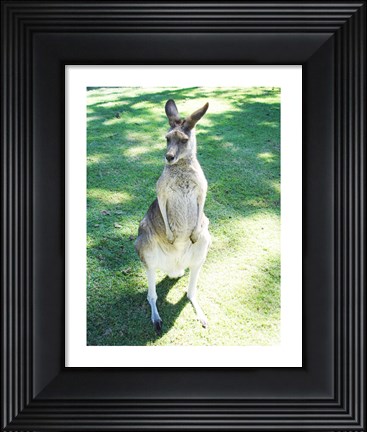 Framed Kangaroo In Field Print