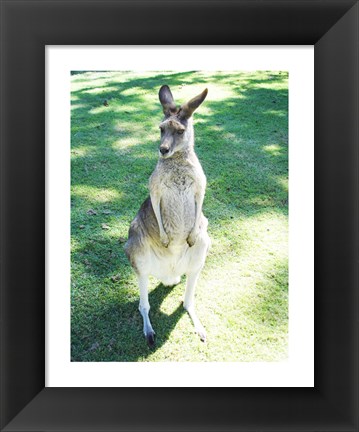 Framed Kangaroo In Field Print