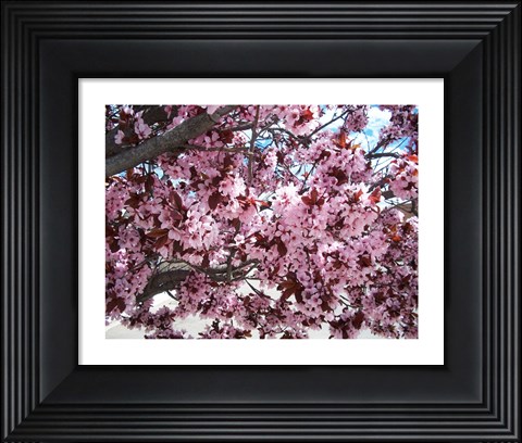 Framed Pink Cherry Blossoms Print