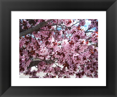 Framed Pink Cherry Blossoms Print
