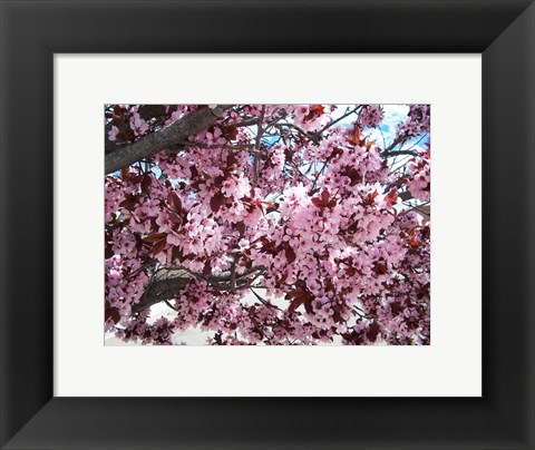 Framed Pink Cherry Blossoms Print