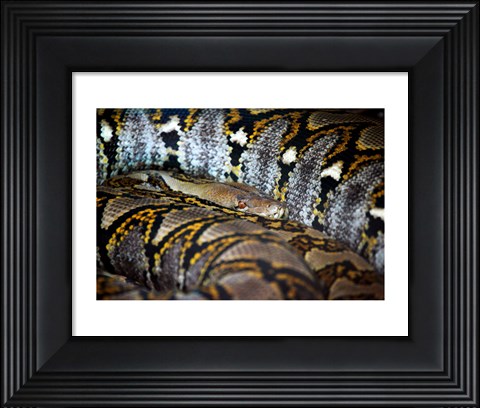 Framed Reticulated Python Print