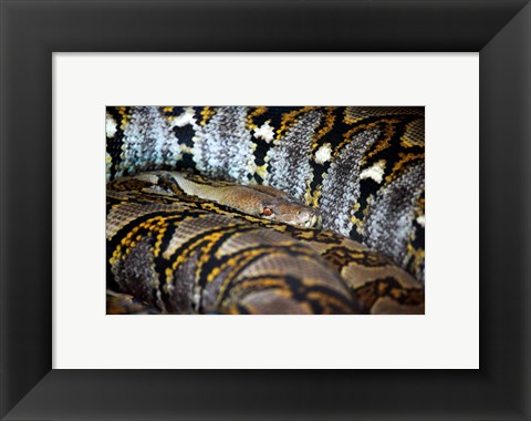 Framed Reticulated Python Print