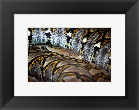 Framed Reticulated Python Print