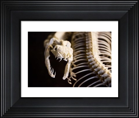 Framed Snake Skeleton Print