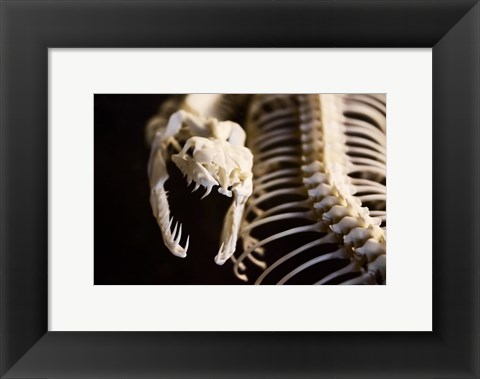 Framed Snake Skeleton Print