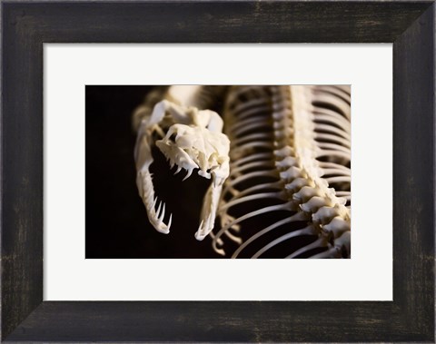 Framed Snake Skeleton Print