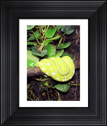 Framed Green Tree Python Print