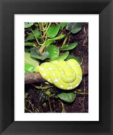 Framed Green Tree Python Print