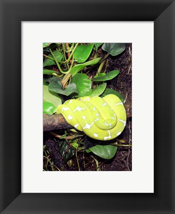 Framed Green Tree Python Print