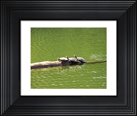 Framed Turtle Family Print