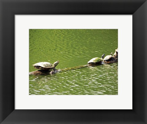 Framed Turtles Swimming Print