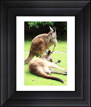 Framed Two Kangaroos Print