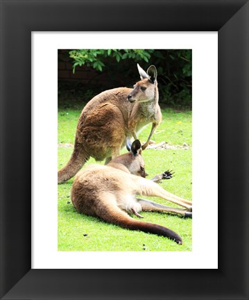 Framed Two Kangaroos Print