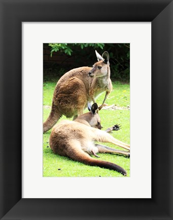 Framed Two Kangaroos Print
