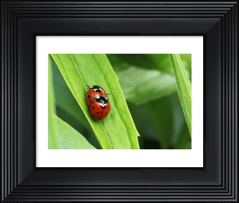 Framed Two Ladybugs Print