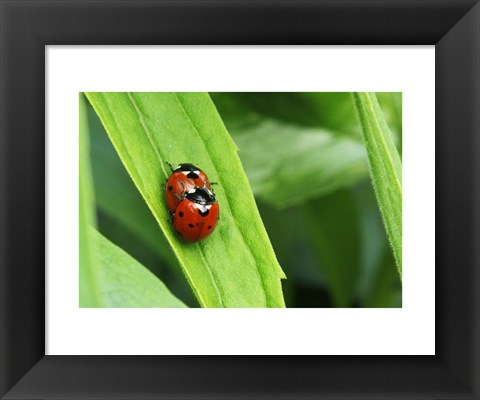 Framed Two Ladybugs Print