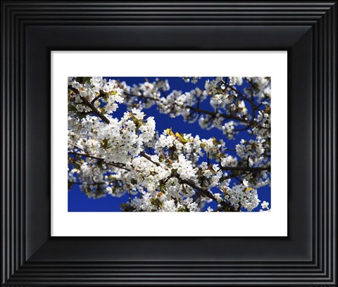 Framed White Cherry Blossom Branches Print