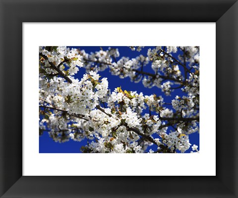 Framed White Cherry Blossom Branches Print