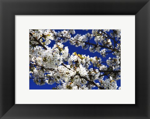 Framed White Cherry Blossom Branches Print