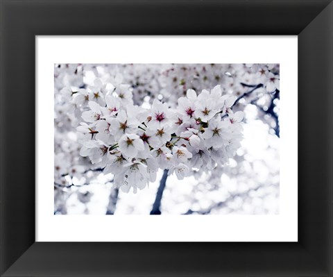 Framed White Cherry Blossoms photo Print