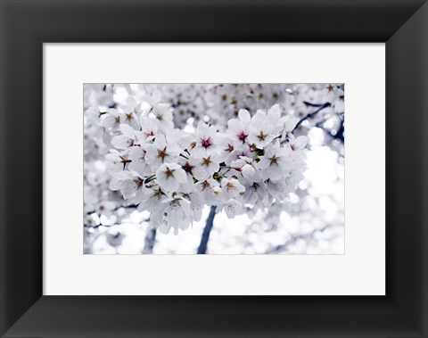 Framed White Cherry Blossoms photo Print