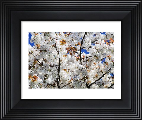 Framed White Cherry Blossom tree Print