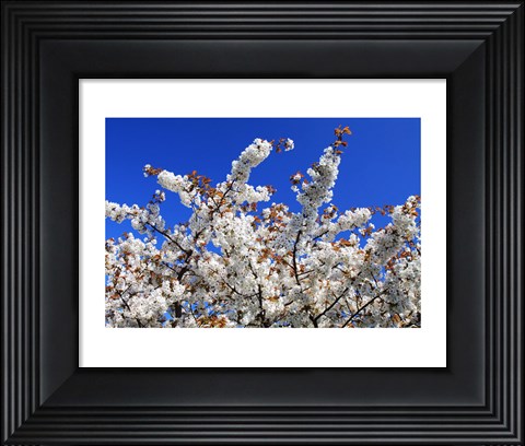 Framed White Cherry Blossom Bloom Print