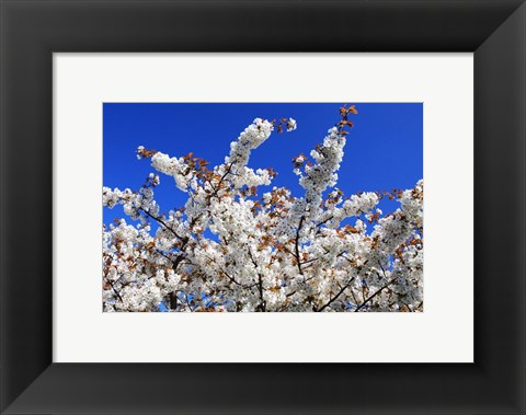 Framed White Cherry Blossom Bloom Print