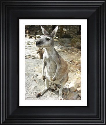 Framed Kangaroo at the Zoo Print