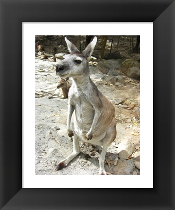 Framed Kangaroo at the Zoo Print