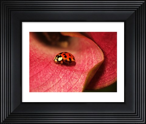 Framed Ladybug On Leaves Print