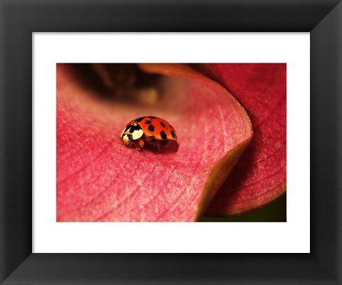 Framed Ladybug On Leaves Print