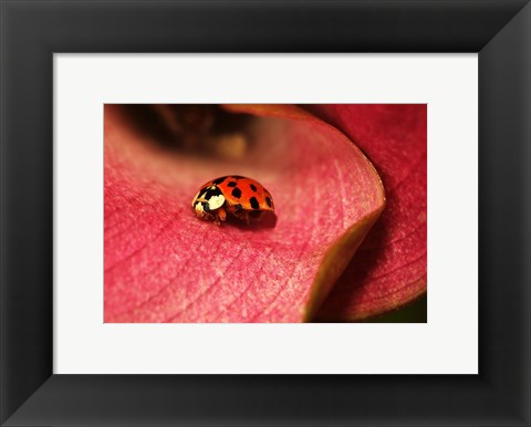 Framed Ladybug On Leaves Print