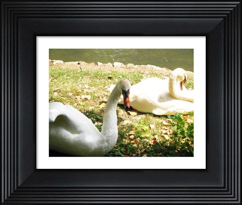 Framed Swans by the Lake Print