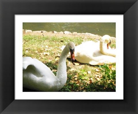 Framed Swans by the Lake Print